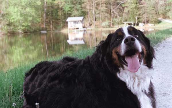 Bernese Mountain Dog near water
