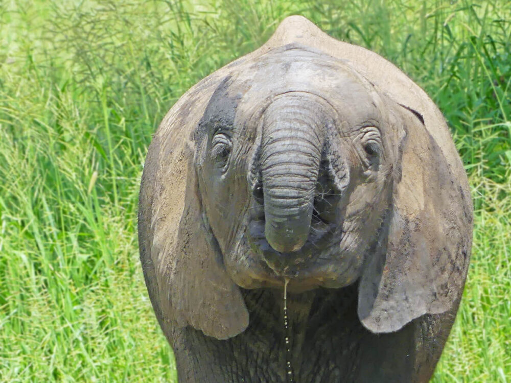 baby elephant slurps from a puddle of water in the tall grass of Tarangire National Park after an overnight rain shower