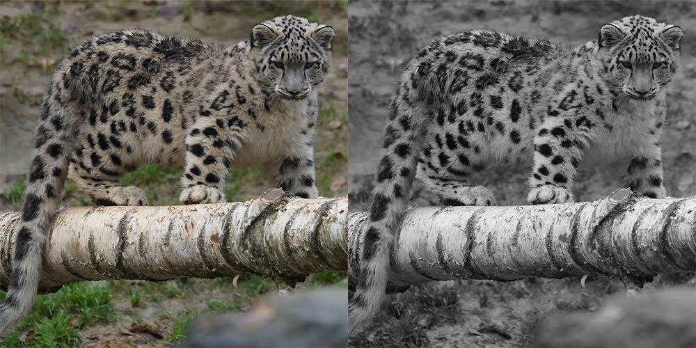 image optimization through design